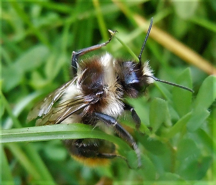 Bombo in difficolt...per vecchiaia:  forse Bombus lapidarius decipiens