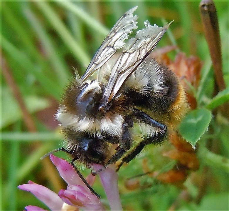 Bombo in difficolt...per vecchiaia:  forse Bombus lapidarius decipiens