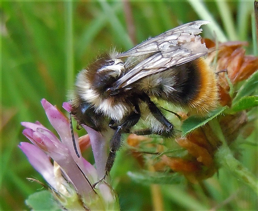 Bombo in difficolt...per vecchiaia:  forse Bombus lapidarius decipiens