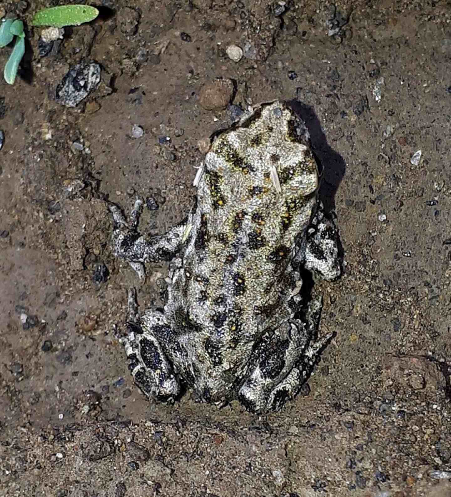 Piccola rana - rospetto Bufotes balearicus