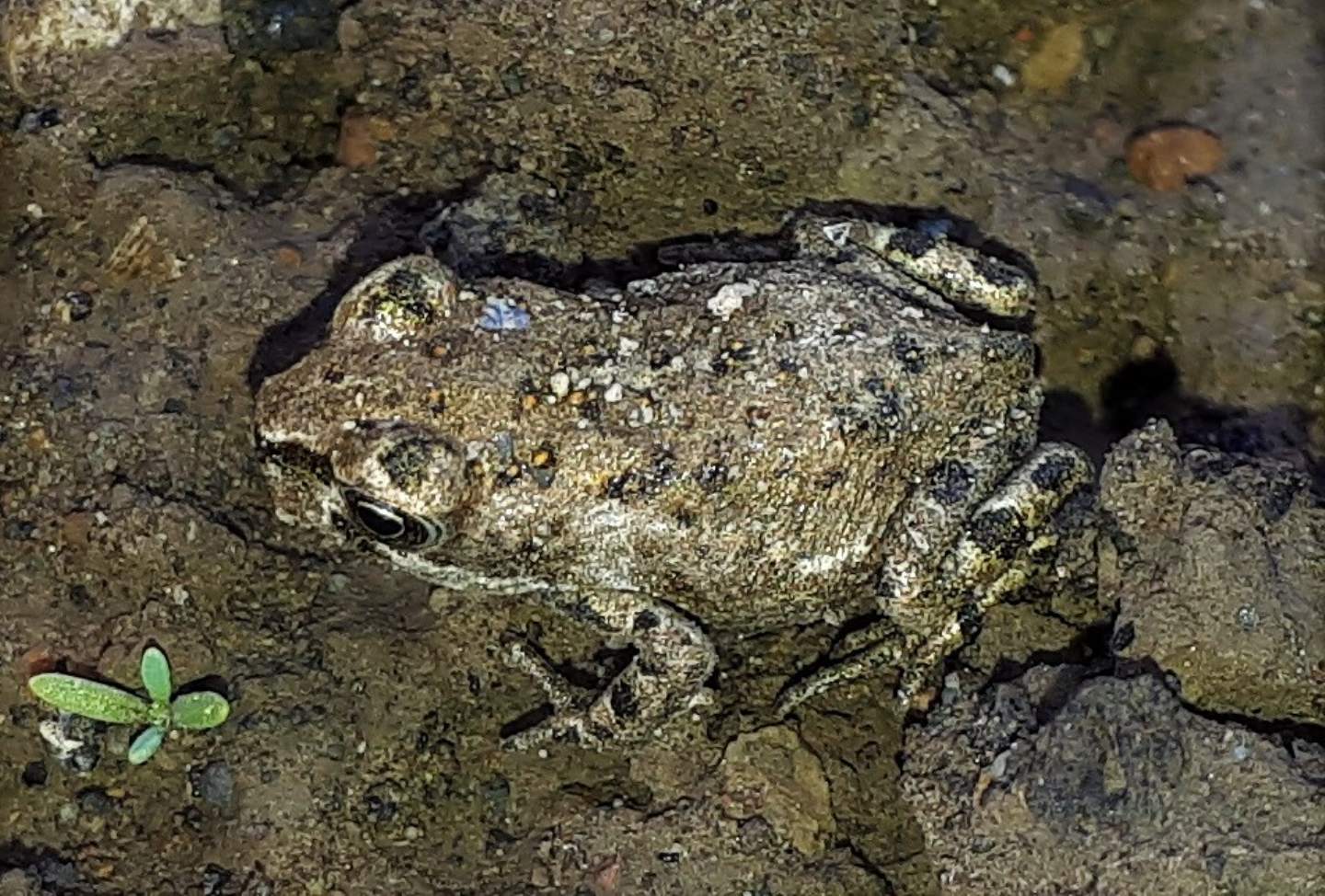 Piccola rana - rospetto Bufotes balearicus