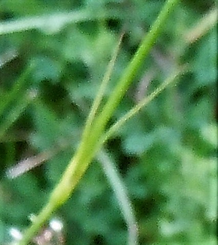 Dianthus da identificare: Dianthus cfr. carthusianorum