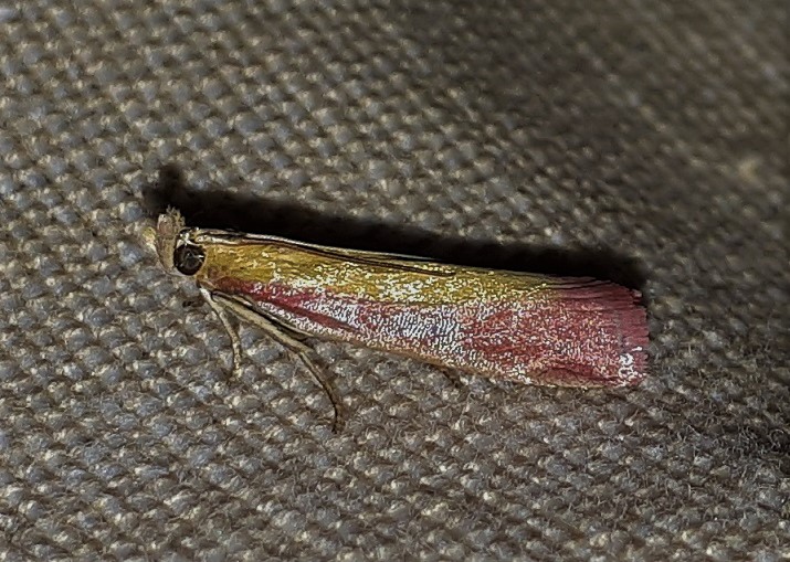 Pyralidae: Oncocera semirubella? S !