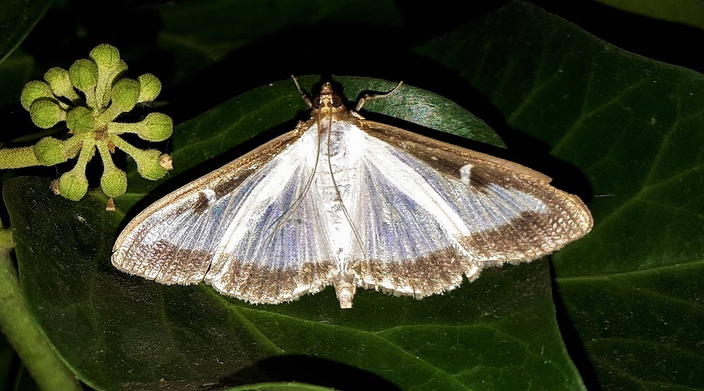 Cydalima perspectalis -  Crambidae