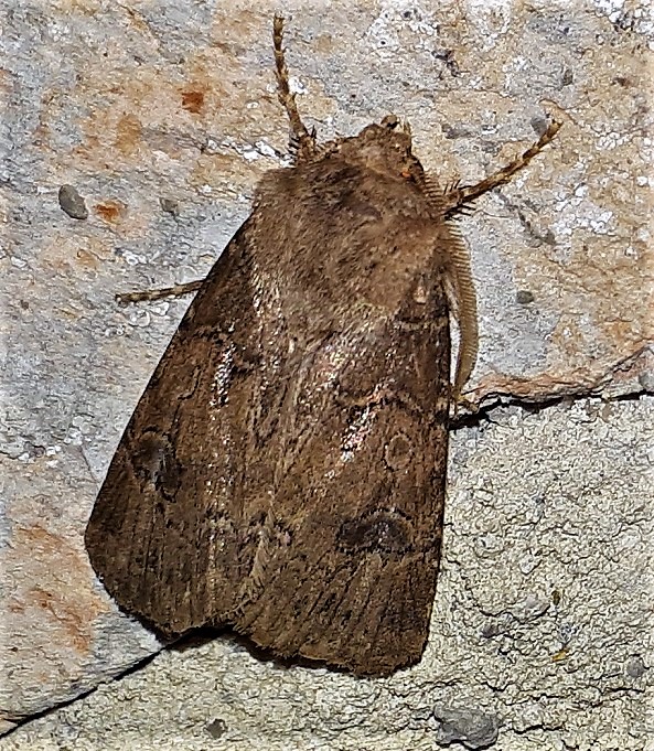 Noctuidae: Agrotis bigramma