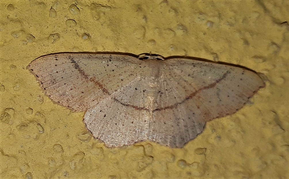 Cyclophora punctaria?  S !