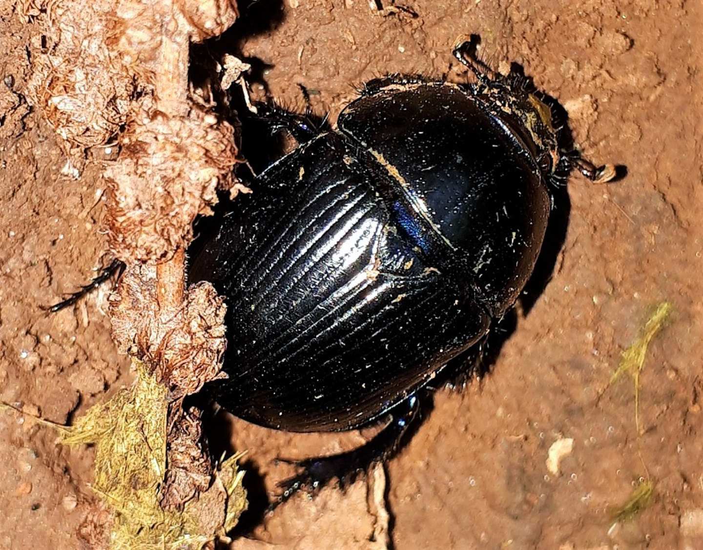 Geotrupidae: Anoplotrupes stercorosus? No, Geotrupes spiniger (cfr.)