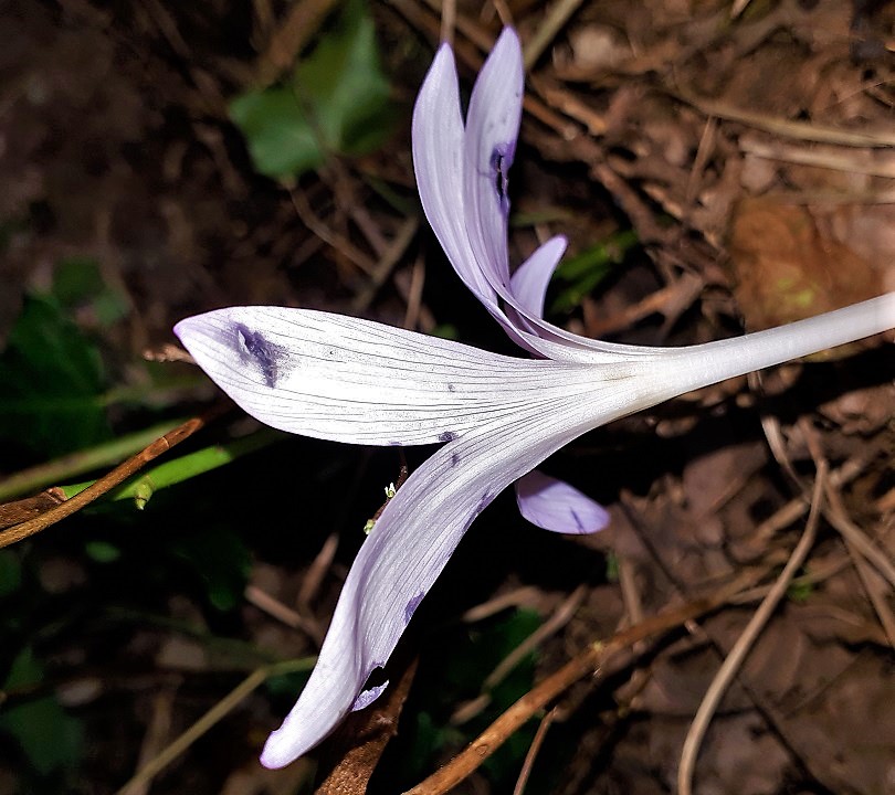 Colchicum autumnale?  No, Colchicum alpinum (cfr.)