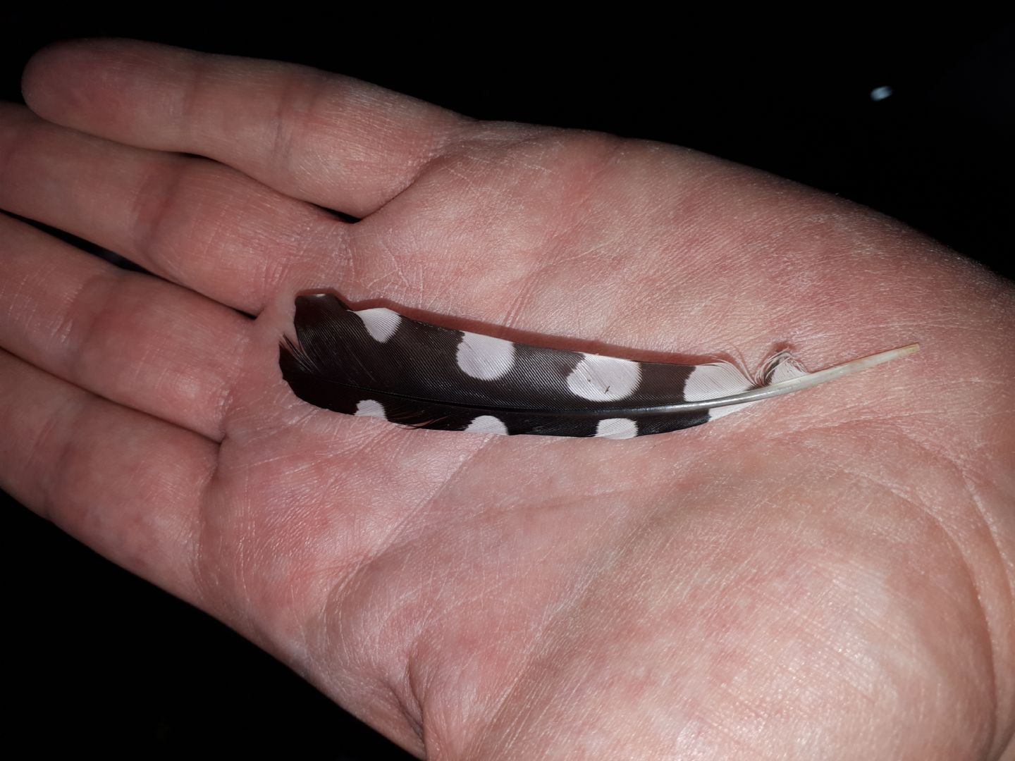 Penna da identificare