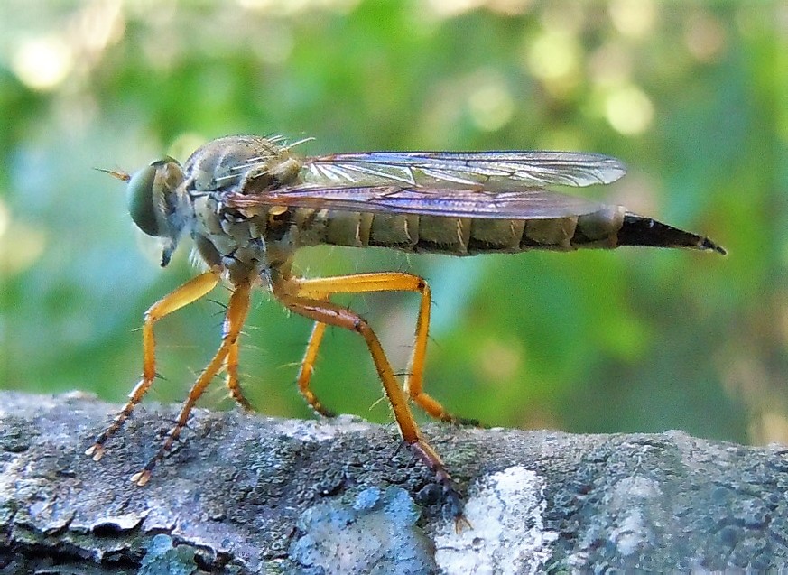 Asilidae: Aneomochtherus flavicornis, femmina e maschio