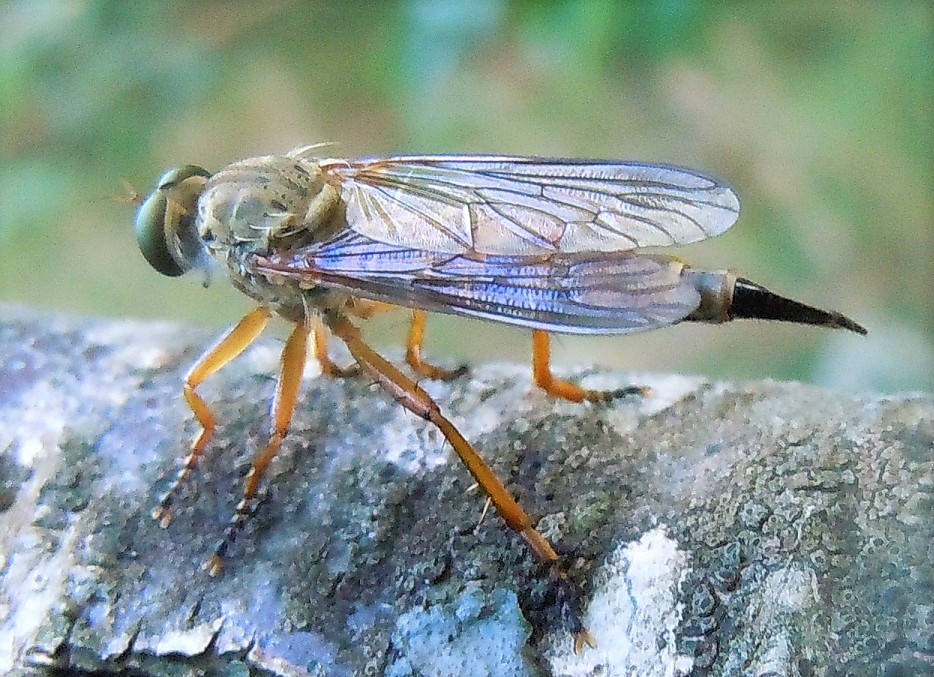 Asilidae: Aneomochtherus flavicornis, femmina e maschio