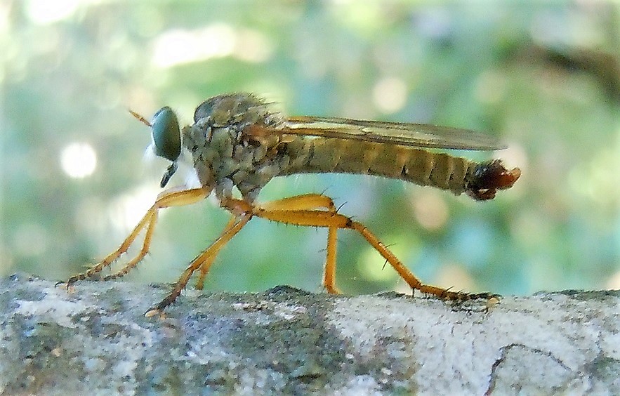 Asilidae: Aneomochtherus flavicornis, femmina e maschio