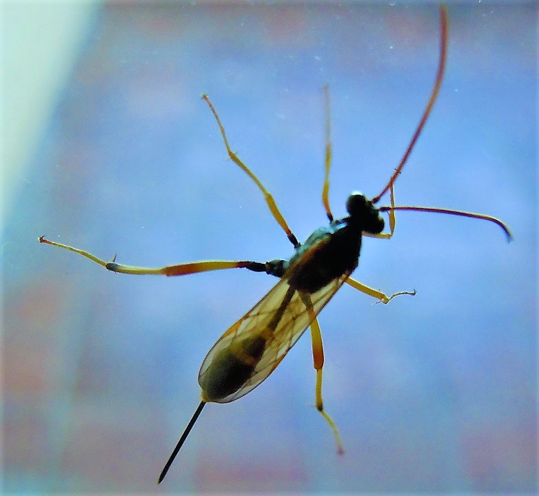 Ichneumonidae: Acroricnus seductor femmina?  S !