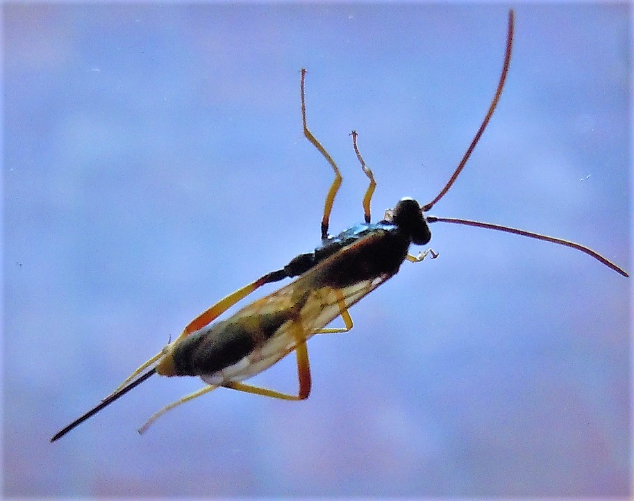 Ichneumonidae: Acroricnus seductor femmina?  S !