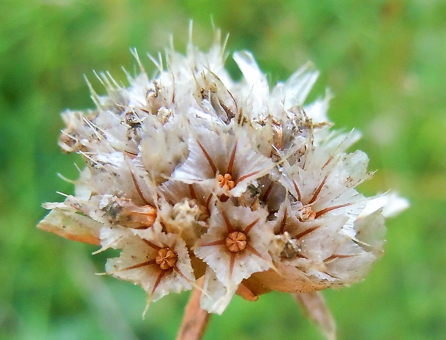 Armeria sp. (A. canescens o A. majellensis)