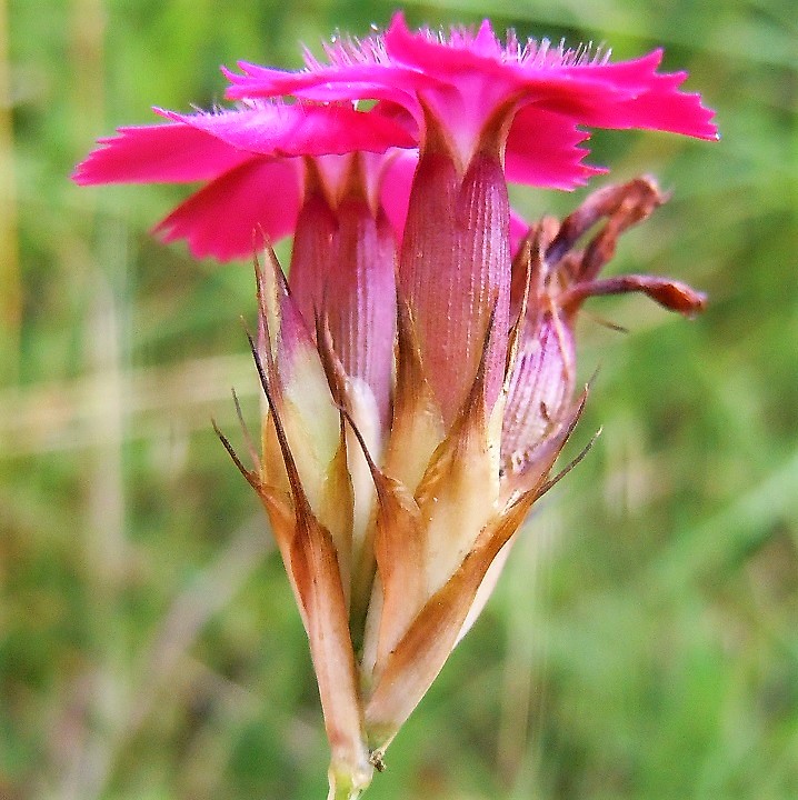 Dianthus da identificare: Dianthus cfr. carthusianorum