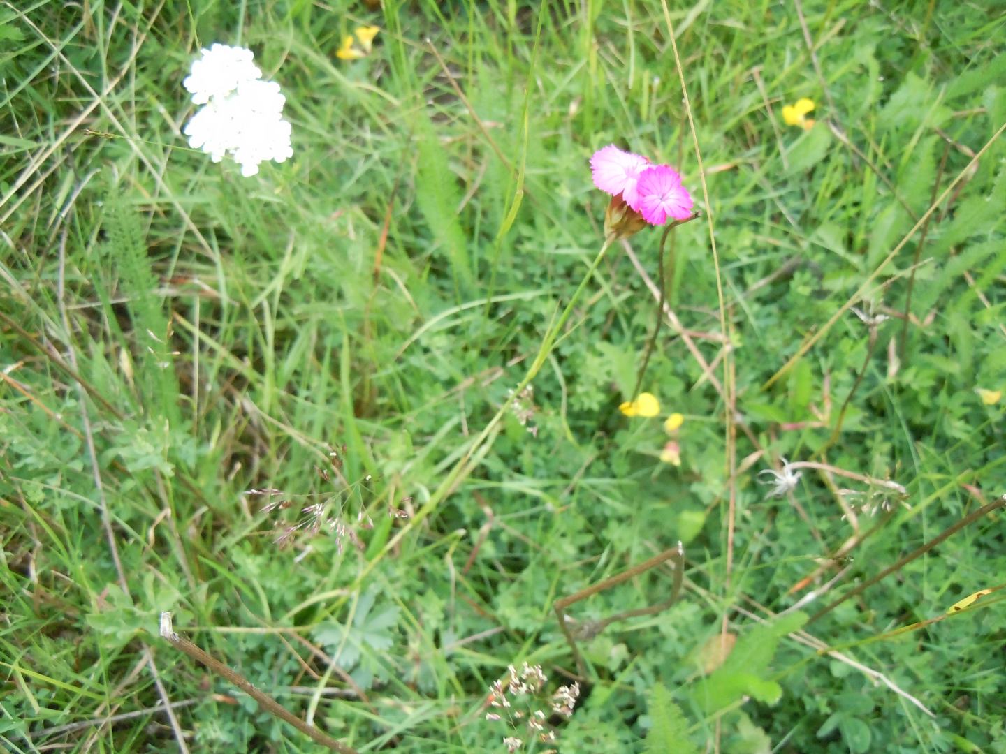 Dianthus da identificare: Dianthus cfr. carthusianorum