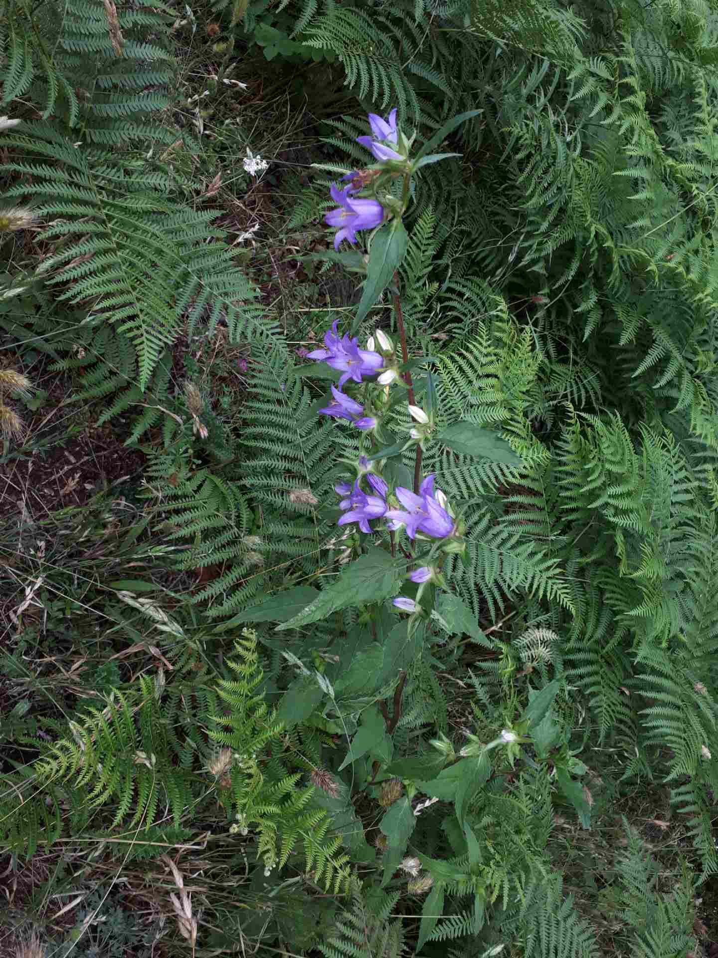 Campanula trachelium / Campanula selvatica