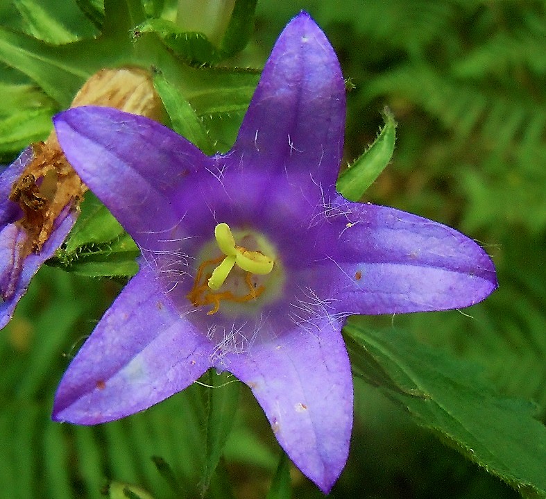 Campanula trachelium / Campanula selvatica