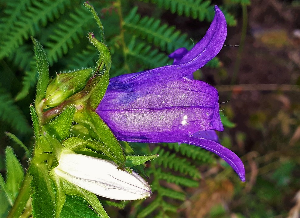 Campanula trachelium / Campanula selvatica