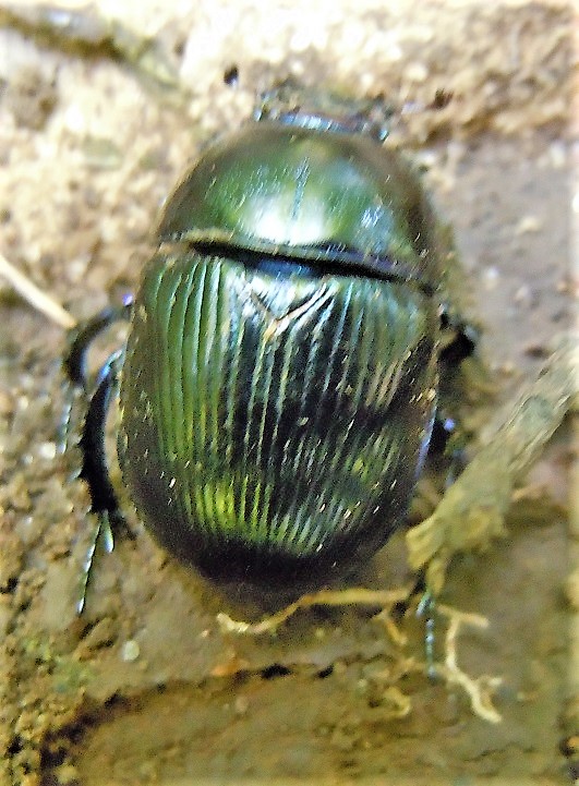 Geotrupidae: Anoplotrupes stercorosus? No, Geotrupes spiniger (cfr.)