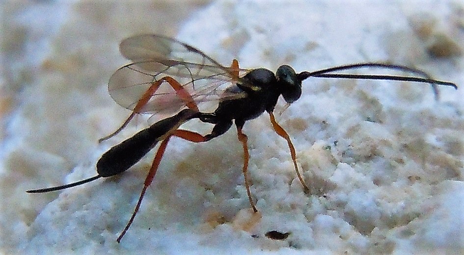 Buathra laborator?... Ichneumonidae Campopleginae sp.