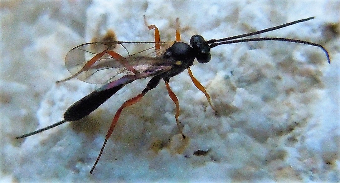 Buathra laborator?... Ichneumonidae Campopleginae sp.