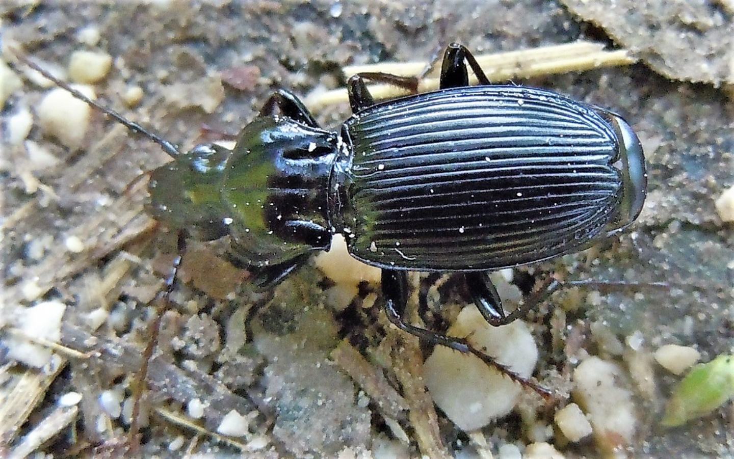 Carabidae: Pterostichus micans