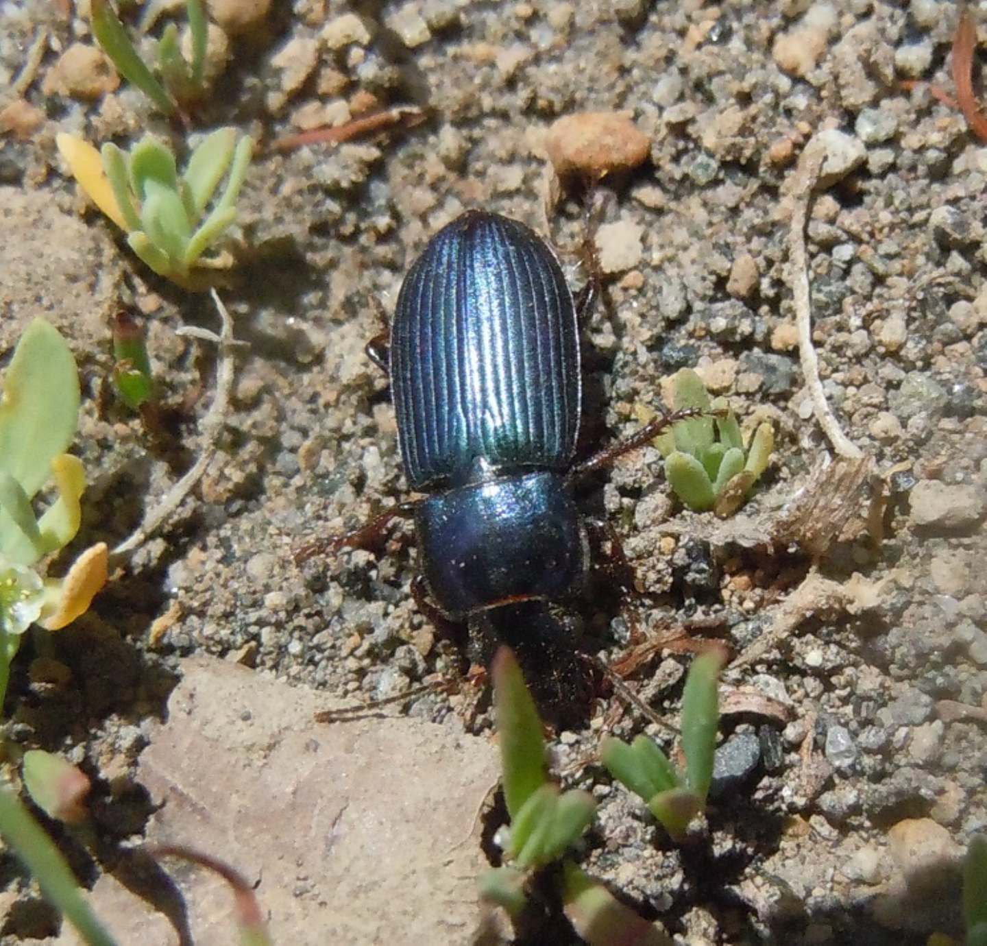 Altro Harpalus? Harpalus cfr. affinis