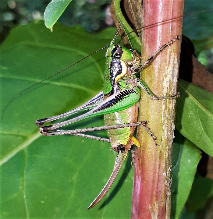 Eupholidoptera chabrieri?... Eupholidoptera sp.