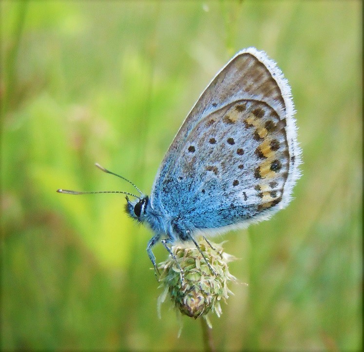 Plebejus argus maschio?  S