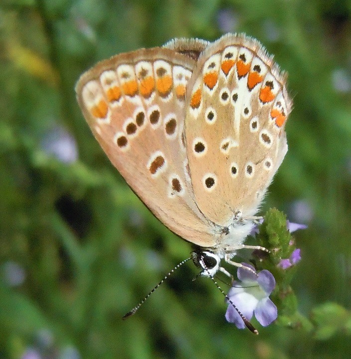 Polyommatus icarus?  S, femmina