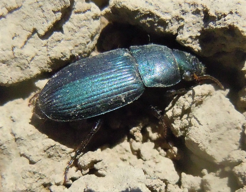 Carabidae: Harpalus dimidiatus? No, Harpalus cfr. affinis