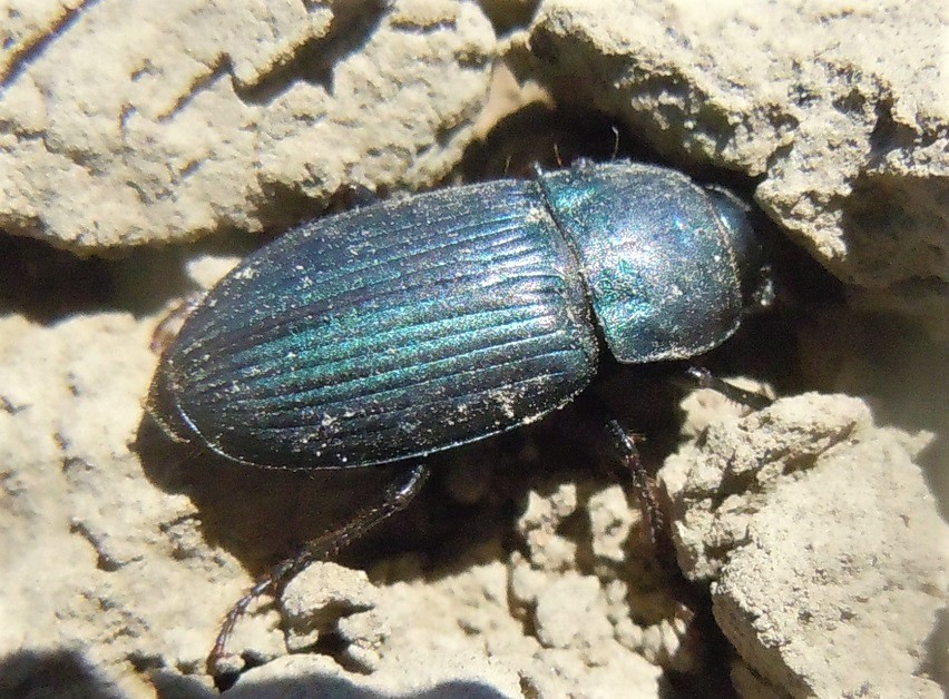 Carabidae: Harpalus dimidiatus? No, Harpalus cfr. affinis