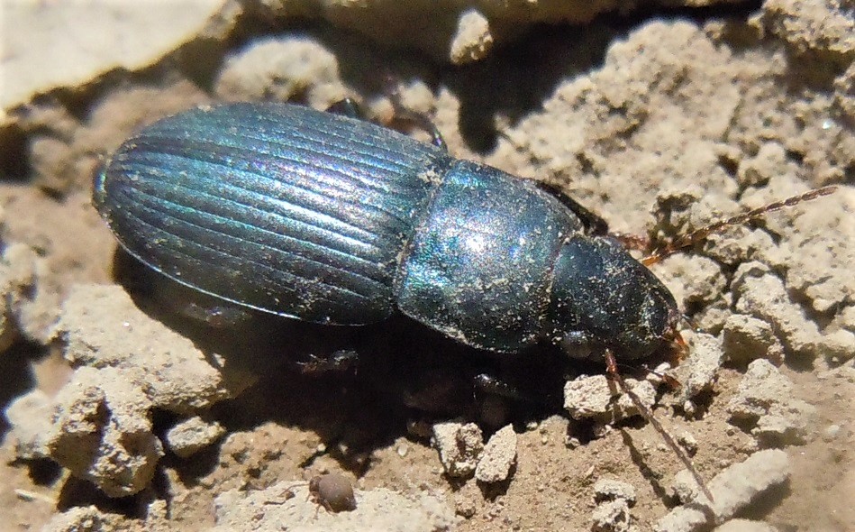 Carabidae: Harpalus dimidiatus? No, Harpalus cfr. affinis