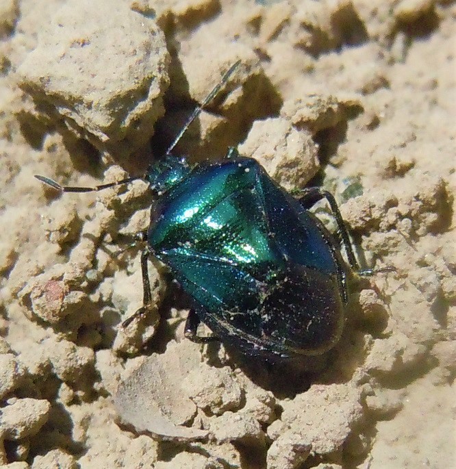 Pentatomidae: Zicrona caerulea?  S