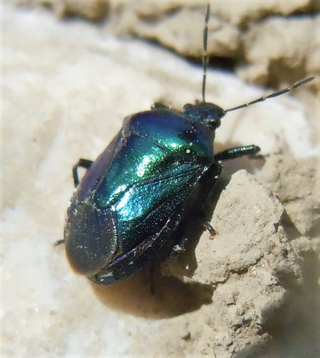 Pentatomidae: Zicrona caerulea?  S