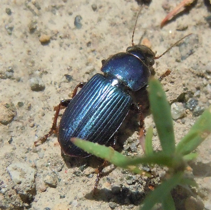 Altro Harpalus? Harpalus cfr. affinis