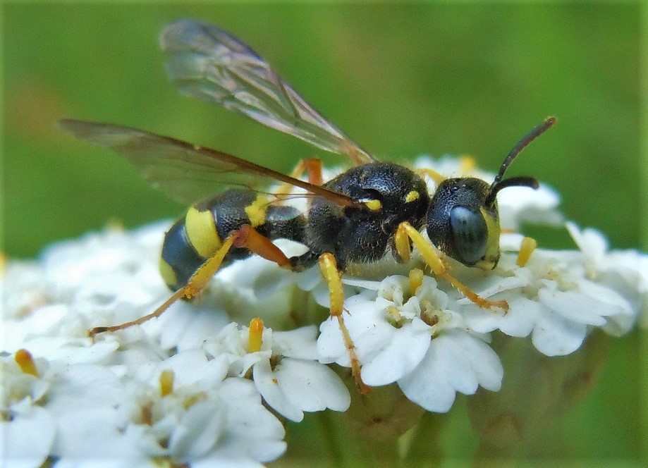 Crabronidae: Cerceris rybyensis? S, femmina