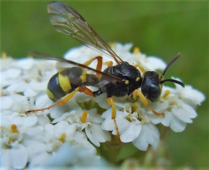 Crabronidae: Cerceris rybyensis? S, femmina