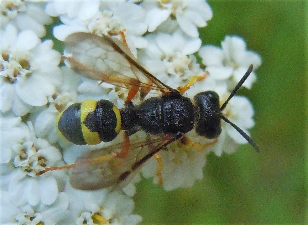 Crabronidae: Cerceris rybyensis? S, femmina