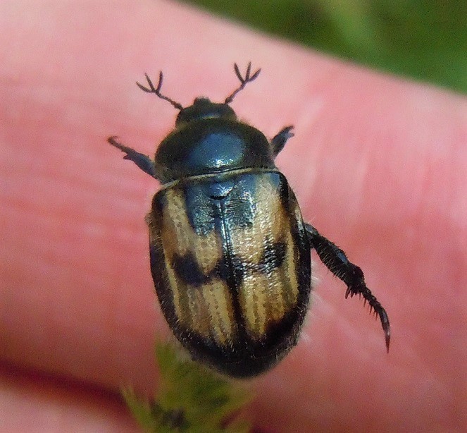 Rutelidae: Anisoplia monticola? S, ssp. monticola