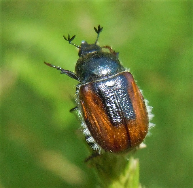 Rutelidae: Anisoplia monticola? S, ssp. monticola