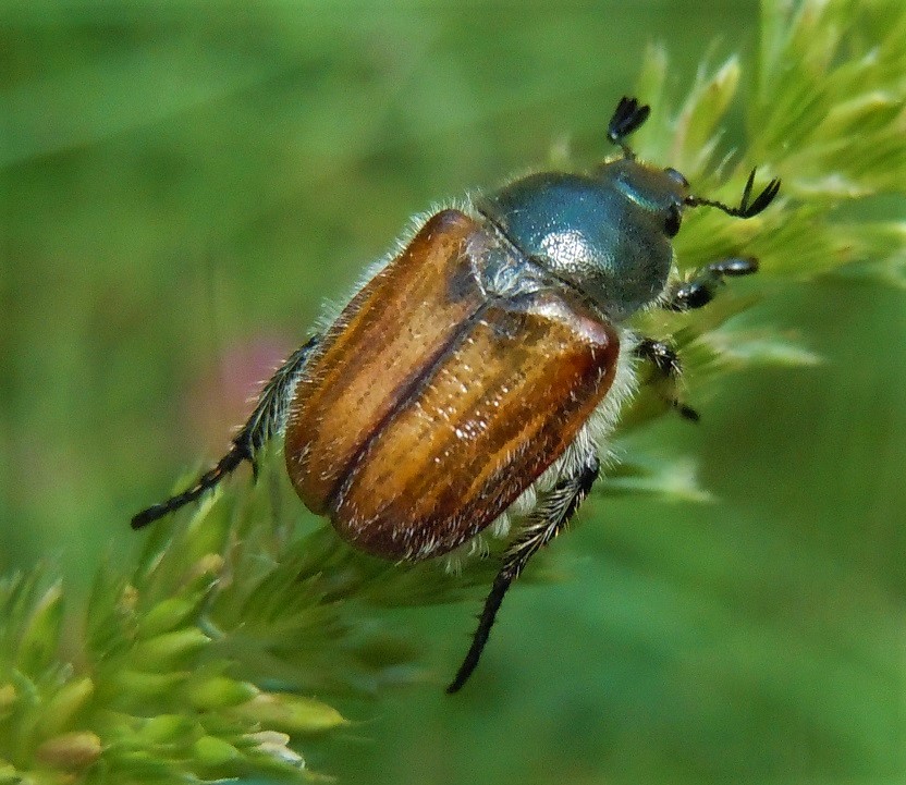 Rutelidae: Anisoplia monticola? S, ssp. monticola