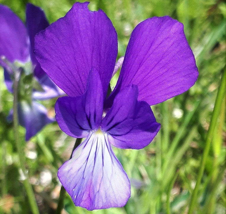 Viola aethnensis subsp. splendida