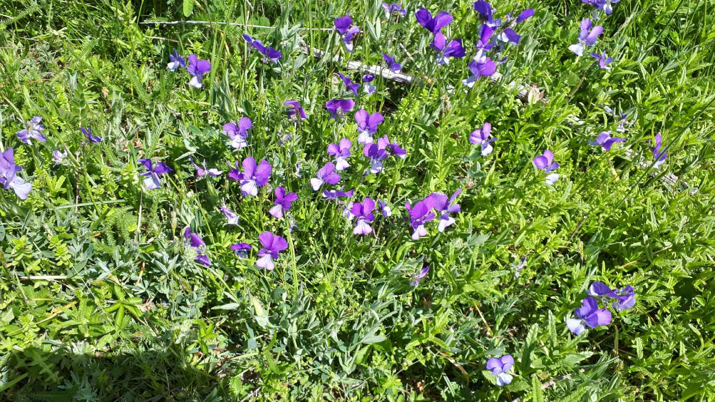 Viola aethnensis subsp. splendida