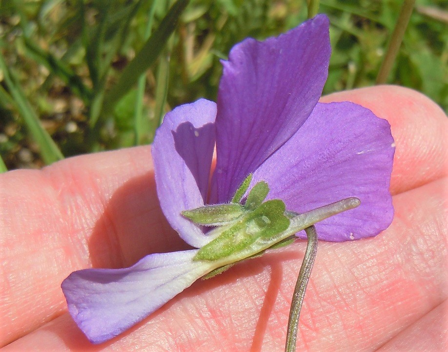 Viola aethnensis subsp. splendida