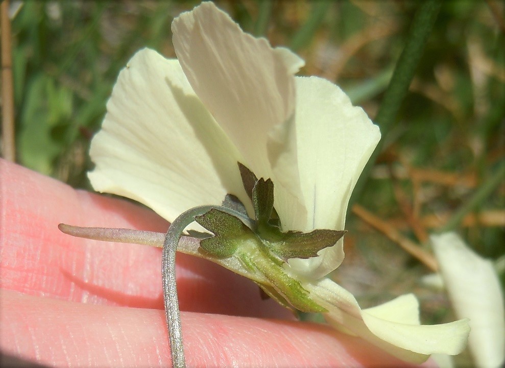 Viola aethnensis subsp. splendida