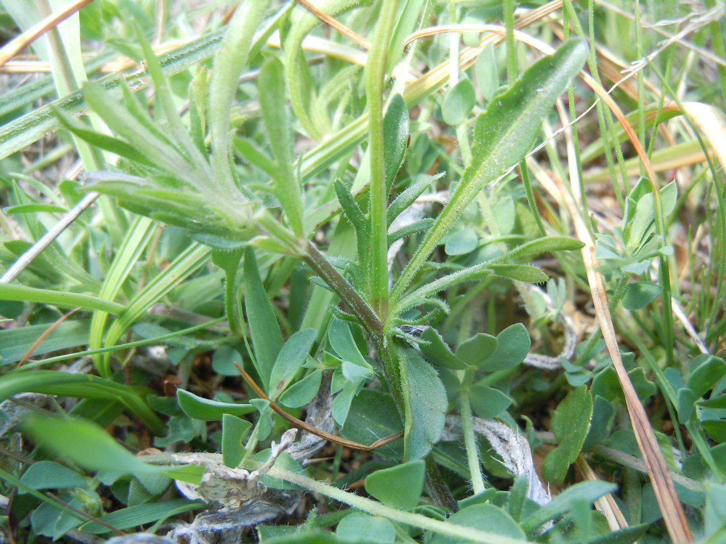 Viola aethnensis subsp. splendida