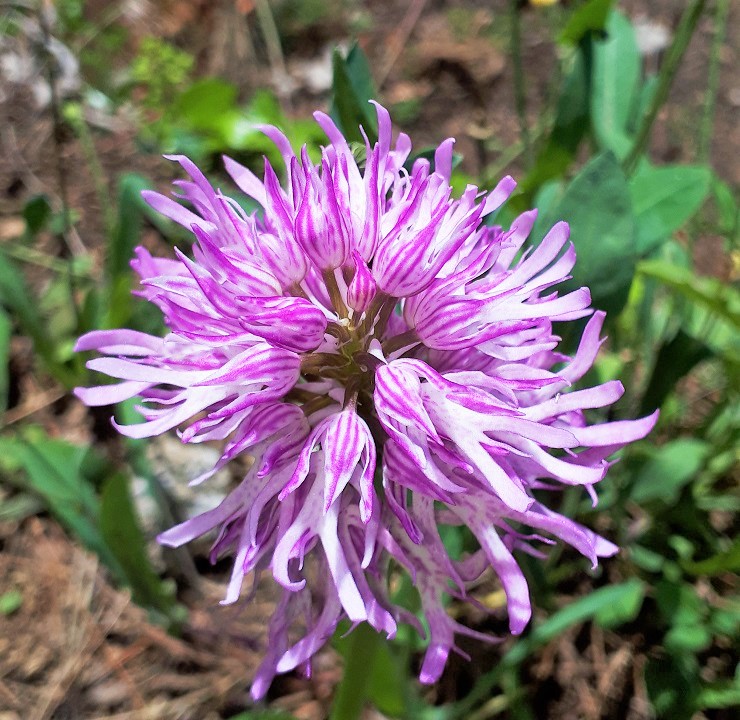 Orchis italica